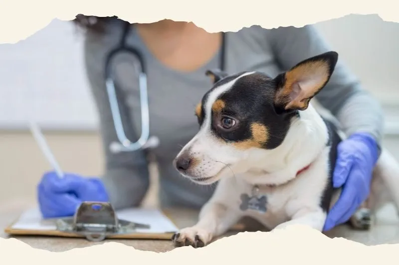 Phòng Khám Thú Cưng FIDO PET Gia Lai